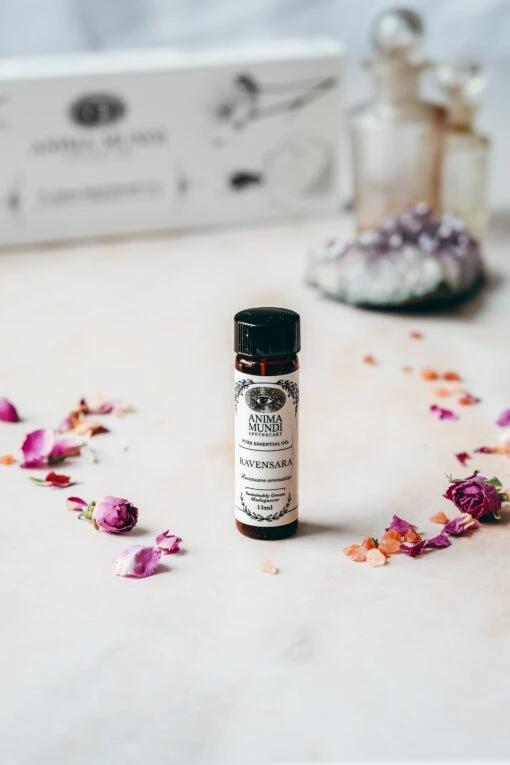 RAVENSARA Essential Oil | Sustainably Cultivated - Image 2