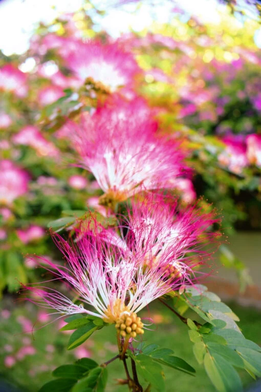 BOBINSANA | Botanical Ally For Dreamwork + Reflection* - Image 2