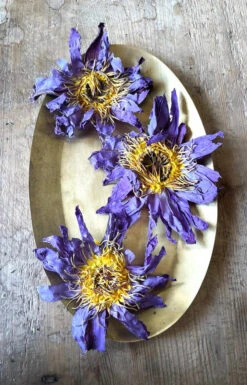 WHOLE BLUE FLOWERS | Blossoms Of Intuition* -StrikeZone Store image dd8c2412 b734 4e86 83ef 0c7f9e04ddf3
