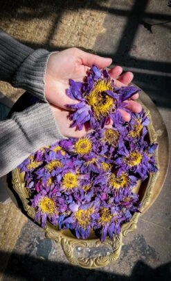 WHOLE BLUE FLOWERS | Blossoms Of Intuition* -StrikeZone Store image e92307c6 7aa9 472e 8b23 1ba2e52b3f3c